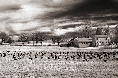 Geese at Rest Near Yellow Springs, PA  Dave Hickey